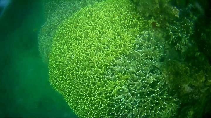 Coco Cabana Romblon Agpanabat Dış mekan fotoğraf