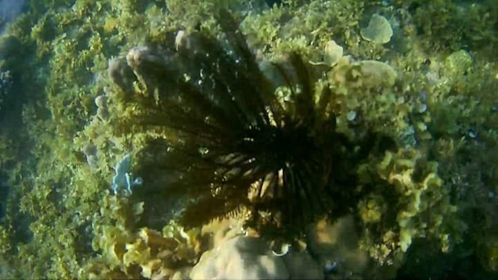 Coco Cabana Romblon Agpanabat Dış mekan fotoğraf